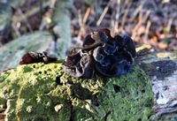 Natuur Bosslag Loil Eikentrilzwam