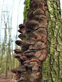 Natuur Bosslag Loil Elzenweerschijnzwam