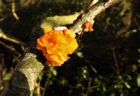 Natuur Bosslag Loil Gele trilzwam