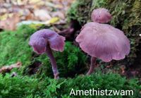 Natuur Lankhorstbos Amethistzwam - kopie - kopie - kopie - kopie - kopie - kopie