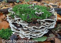 Natuur Lankhorstbos Grijze buisjeszwam - kopie (2)