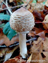 Natuur Lankhorstbos Grote parasolzwam - kopie - kopie