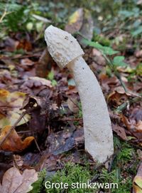 Natuur Lankhorstbos Grote stinkzwam