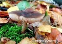 Natuur Lankhorstbos Hertenzwam_1