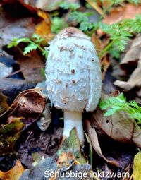 Natuur Lankhorstbos Schubbige inktzwam